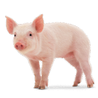 Live Pig