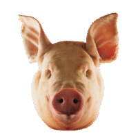 Pig Head